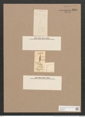 Donkinia minuta (Donk.) Ralfs (de-Toni-Nr.: Genus 17, Species 1147) Zeichnungen Sammlung Grunow Nr. 2241 (NHMW-BOT-W0369338)